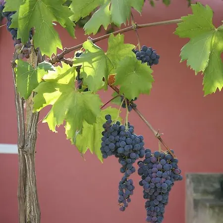 Masseria Asciano Κατάλυμα σε φάρμα