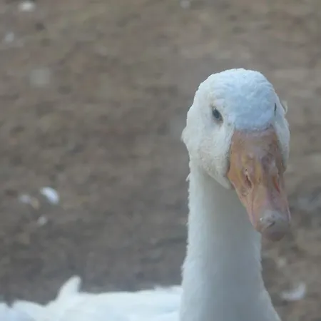 Masseria Asciano Séjour à la ferme *
