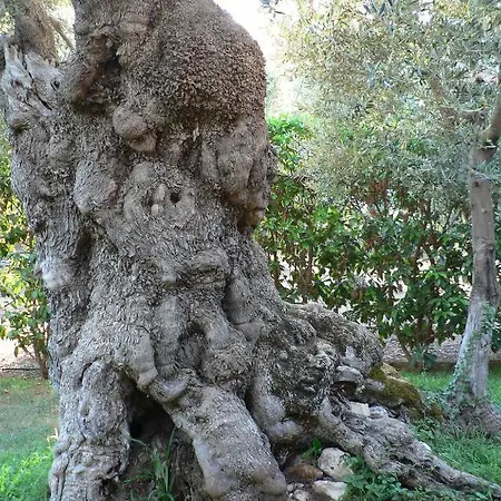Masseria Asciano Κατάλυμα σε φάρμα Ostuni