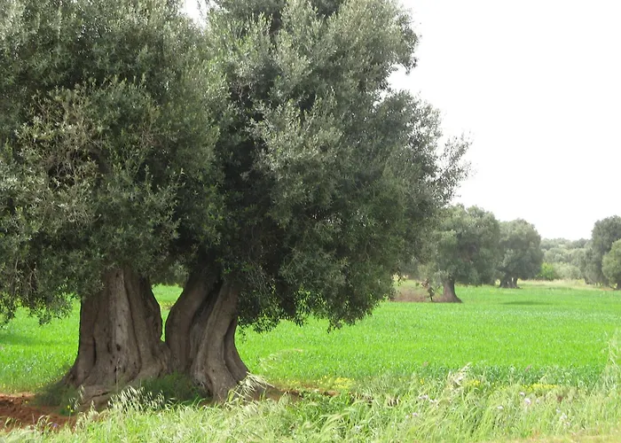 Séjour à la ferme Masseria Asciano *