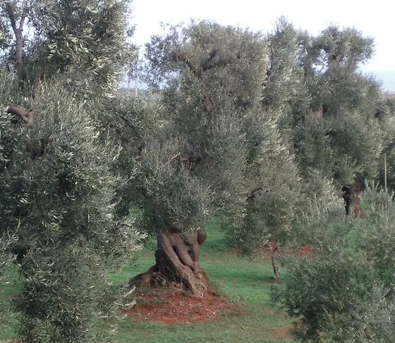 Séjour à la ferme Masseria Asciano Ostuni