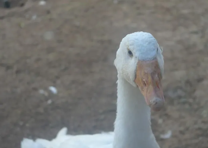 Masseria Asciano Séjour à la ferme *