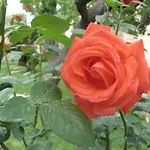 Farm stay Masseria Asciano *