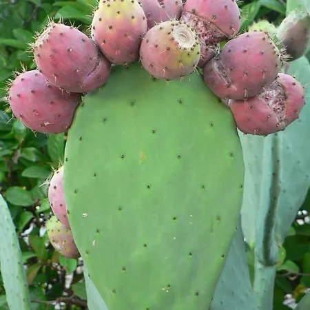 Farmház Masseria Asciano