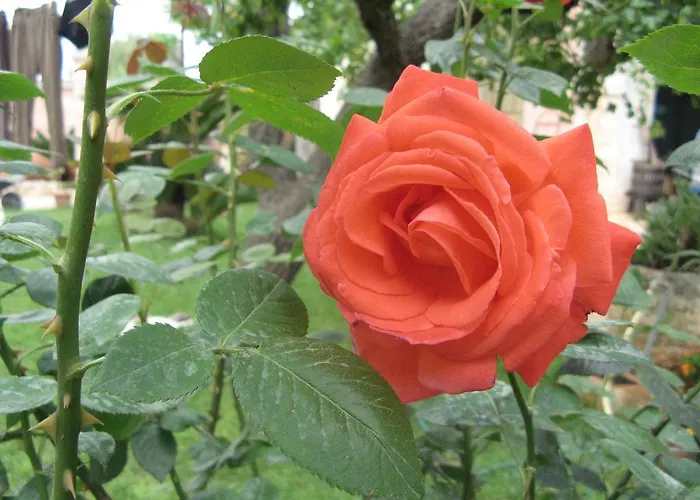 בית חווה Masseria Asciano *