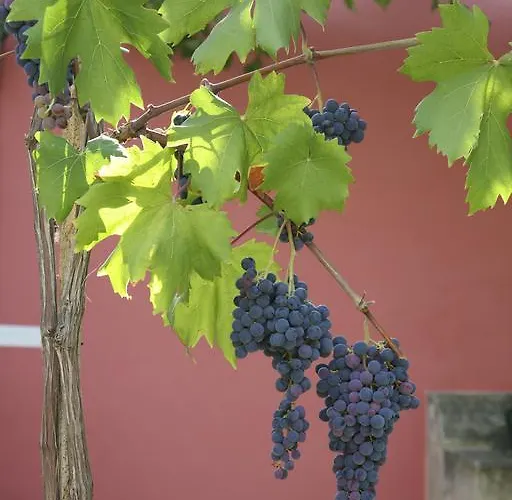 Masseria Asciano בית חווה