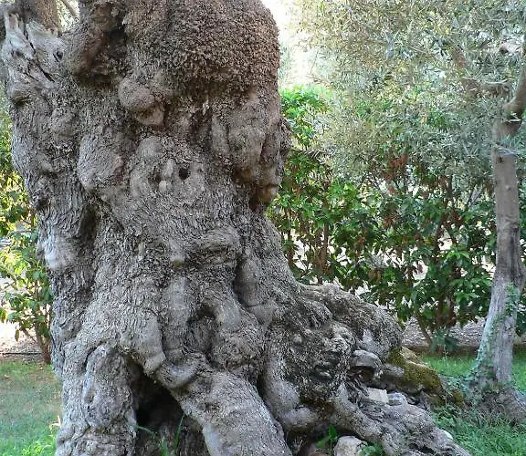 Masseria Asciano בית חווה אוסטוני
