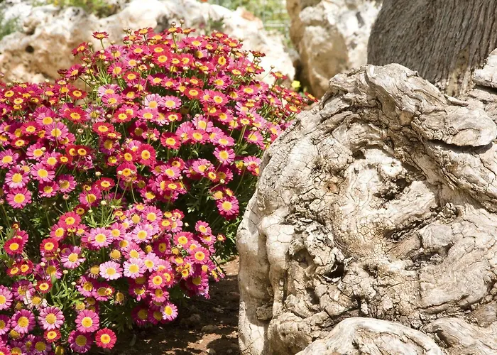 Masseria Asciano בית חווה אוסטוני